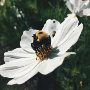 Nicole Gale Anderson Instagram - Looking forward to early mornings with my sleepy bumble bee friends soon. They’re my favorite thing about early morning harvests. Cool temps in the AM provide the best conditions for harvesting flowers so the stems don’t end up drooping from the sun, but cool temps also cause bees to go into sleep mode. I’ll catch many of them still snoozing on our blooms while working and it warms my sappy heart. They’re so darn precious. 😴😭 #inclayflorals #beefriends #flowerfarm #flowerfarming #farmerflorist #supportlocal #seasonalflowers #slowflowermovement #womenwhofarm #knowyourfarmer
