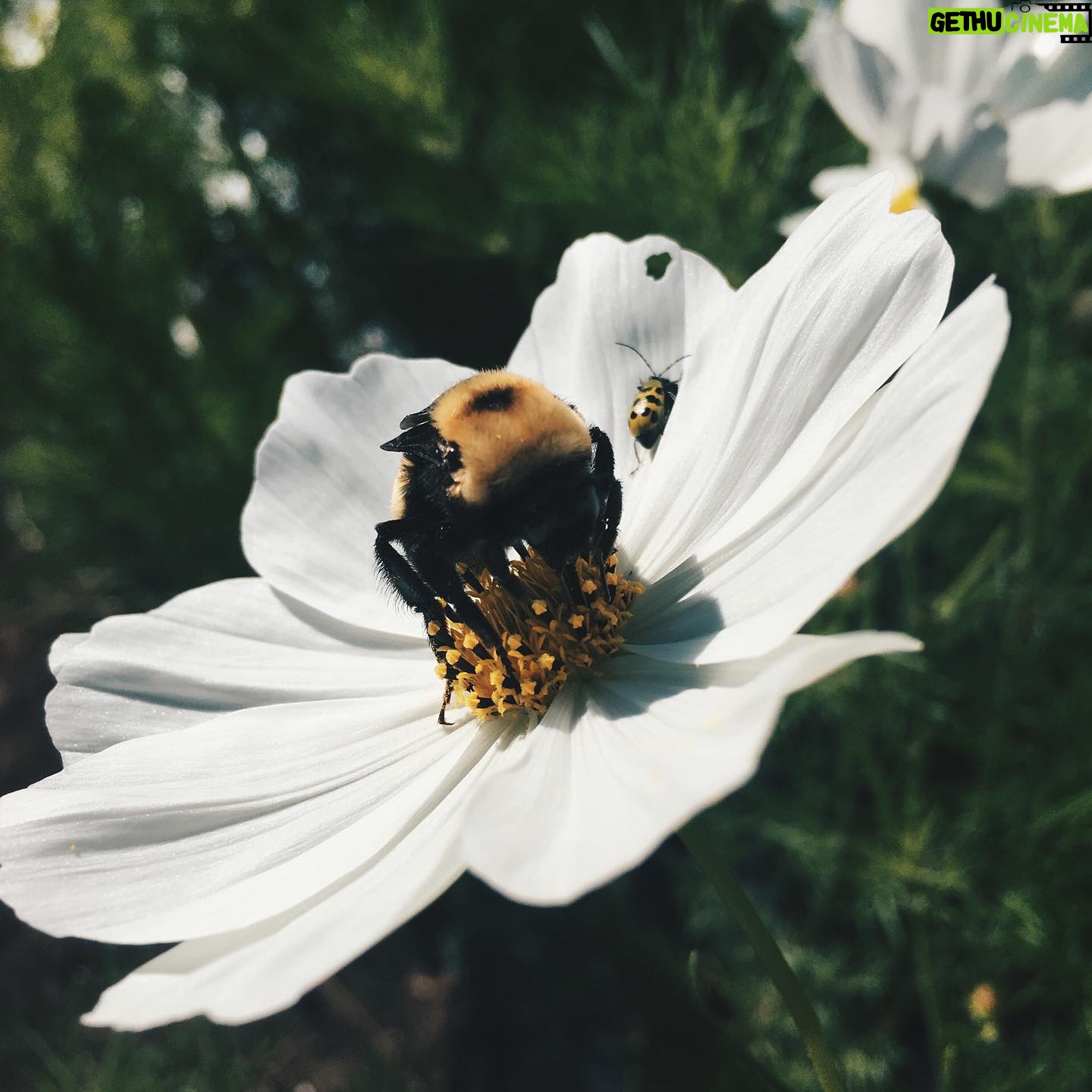 Nicole Gale Anderson - 1.2K Likes - Looking forward to early mornings with my sleepy bumble bee friends soon. They’re my favorite thing about early morning harvests. Cool temps in the AM provide the best conditions for harvesting flowers so the stems don’t end up drooping from the sun, but cool temps also cause bees to go into sleep mode. I’ll catch many of them still snoozing on our blooms while working and it warms my sappy heart. They’re so darn precious. 😴😭 #inclayflorals #beefriends #flowerfarm #flowerfarming #farmerflorist #supportlocal #seasonalflowers #slowflowermovement #womenwhofarm #knowyourfarmer