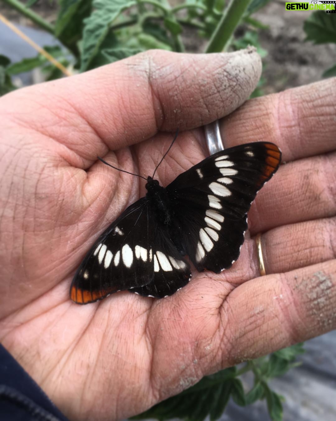 Nicole Gale Anderson - 2K Likes - Pretty things you find while farming. #lorquinsadmiralbutterfly #womenwhofarm #knowyourfarmer #dirtyhands #cleanfood