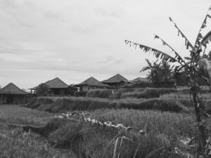 Nicole Gale Anderson Instagram - #2017inphotos pt. 1: Bali, 200h YTT with @zunayoga, California super bloom, Joshua Tree, Mexico, Belize & Guatemala, meeting my husband...