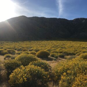 Nicole Gale Anderson Instagram - #2017inphotos pt. 1: Bali, 200h YTT with @zunayoga, California super bloom, Joshua Tree, Mexico, Belize & Guatemala, meeting my husband...