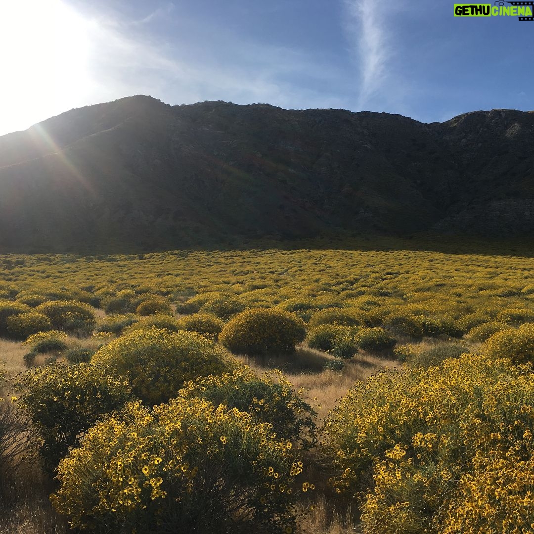 Nicole Gale Anderson - 1.1K Likes - #2017inphotos pt. 1: Bali, 200h YTT with @zunayoga, California super bloom, Joshua Tree, Mexico, Belize & Guatemala, meeting my husband...