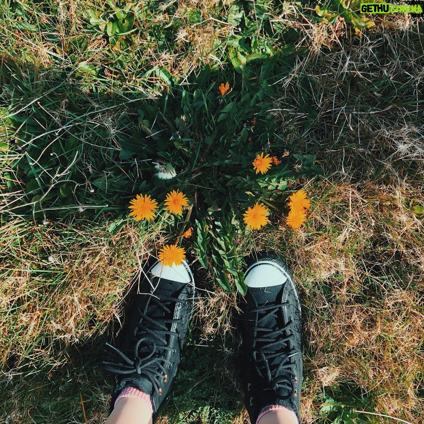 Nicole Gale Anderson - 1.7K Likes - “The only difference between a flower and a weed is a judgement.” -Wayne W. Dyer