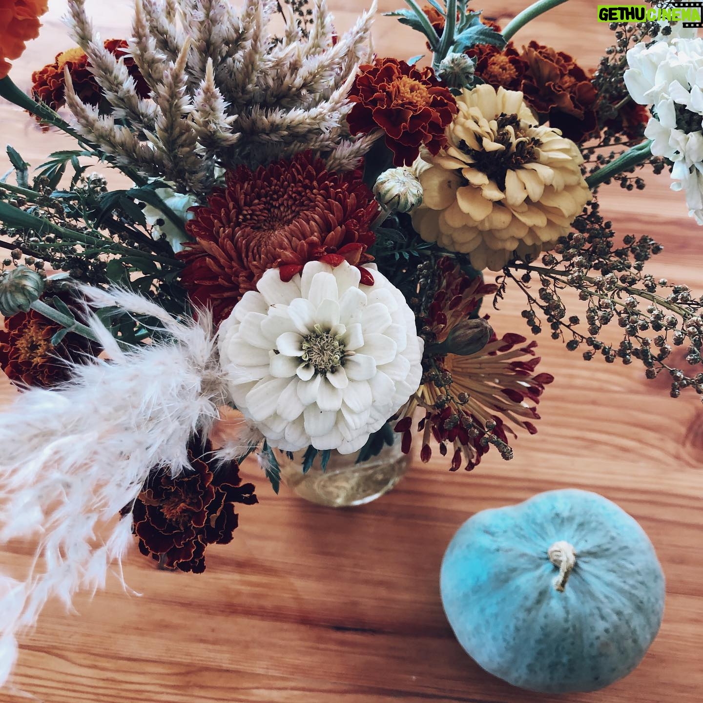 Nicole Gale Anderson - 1.2K Likes - Cozy sweaters, spicy pumpkins, old books, warm tea, crunchy leaves, jazzy music, fuzzy blankets, crackling fireplaces, wool socks, dewy mornings, snuggly kittens. Anyone else this excited for fall?!! 🍁❤️