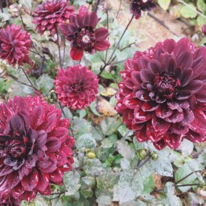 Nicole Gale Anderson Instagram - Chocolate dahlias. They woke up like dis. #lookingood #flowerfarm #ilovemyjob