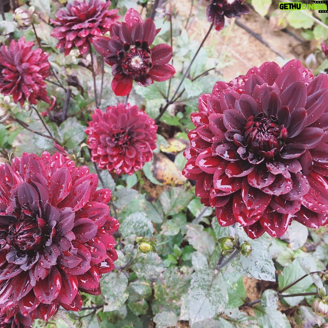 Nicole Gale Anderson - 1.2K Likes - Chocolate dahlias. They woke up like dis. #lookingood #flowerfarm #ilovemyjob
