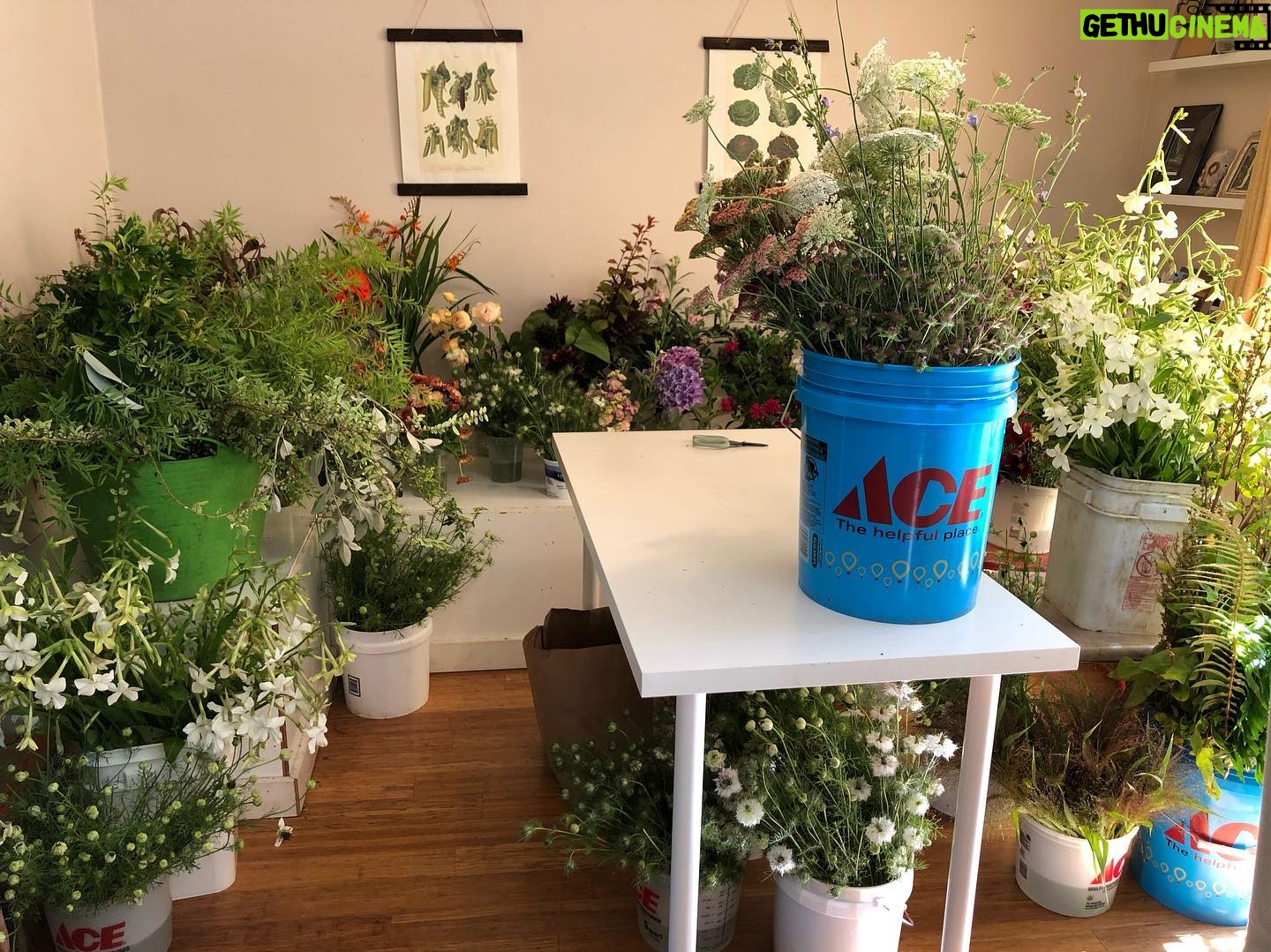 Nicole Gale Anderson - 1.5K Likes - When your kitchen becomes your studio space. 😳😍🥰 #farmerflorist