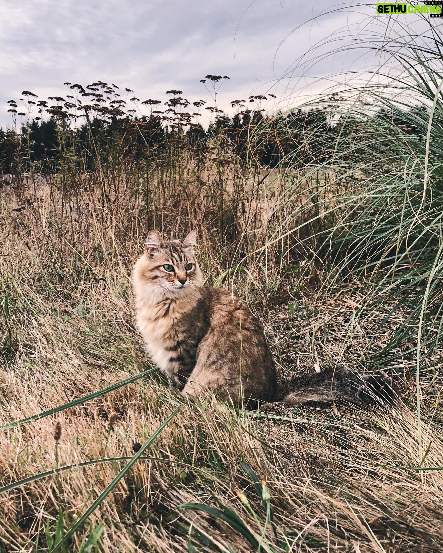 Nicole Gale Anderson - 2K Likes - Simon- a world class cuddler, full time rodent hunter and part time model. Meow. 😸