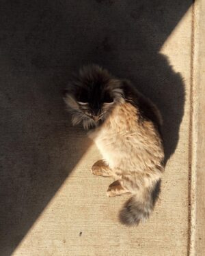 Nicole Gale Anderson Instagram - Gotta get some vitamin D on dat booty. #kingsimon #catnap #sunbathıng #sunbathingcat
