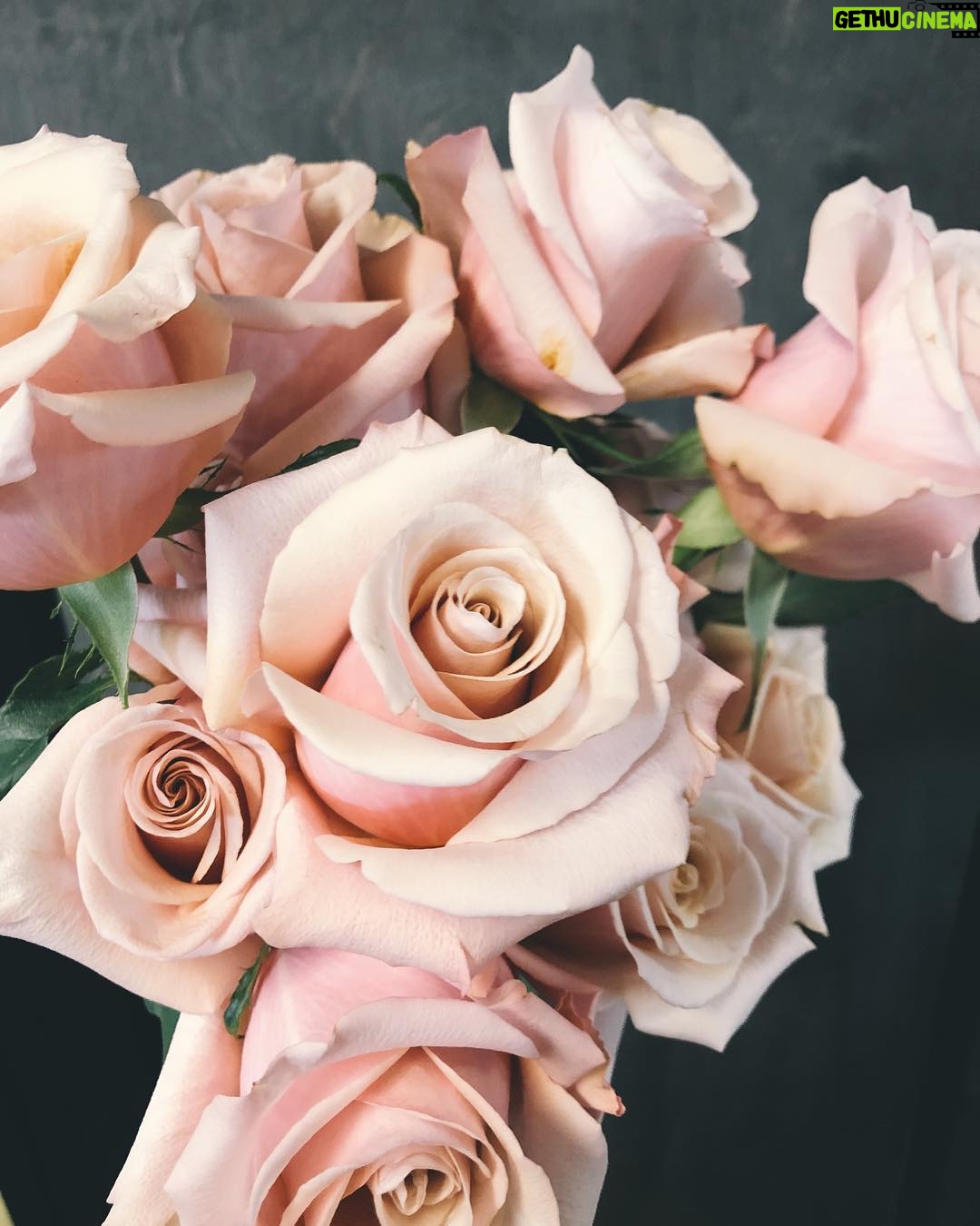 Nicole Gale Anderson - 1.6K Likes - La Perla roses looking ever so lovely. 💋@portlandbloem