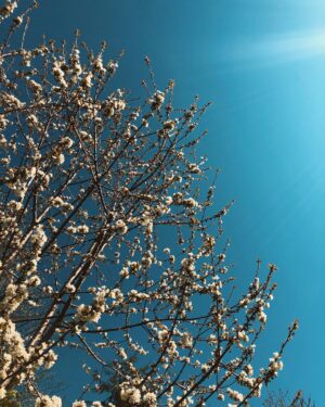Nicole Gale Anderson Instagram - blue skies   spring blossoms