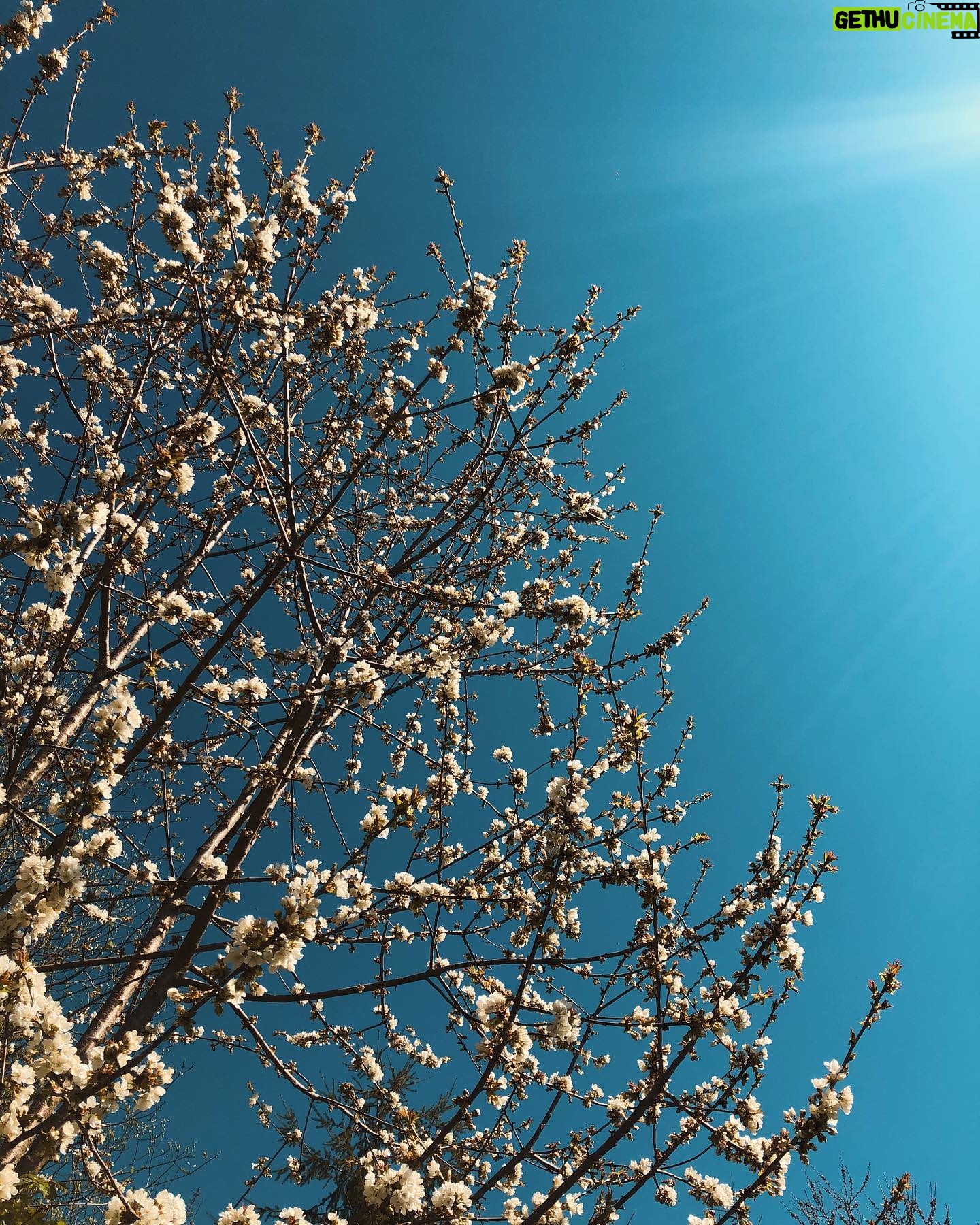 Nicole Gale Anderson - 1.6K Likes - blue skies spring blossoms