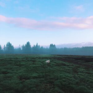 Nicole Gale Anderson Instagram - Mornings on the farm with Fen. 💙