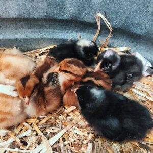 Nicole Gale Anderson Instagram - Our sweet little chickadees arrived only a week ago and have already grown so much. 😭 We could barely see their tiny wings behind their baby fluff, but now they’re fully visible. The brown Speckled Sussexes’ wings have the neatest moth-like patterns. I could seriously sit and watch these gals chirp around all day. ❤️ #babychicks #organicfarming #farmfresheggs #growyourownfood