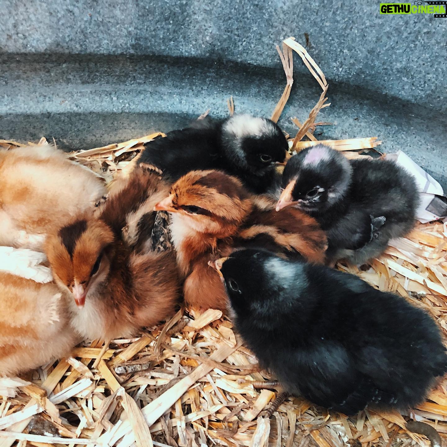 Nicole Gale Anderson - 1.6K Likes - Our sweet little chickadees arrived only a week ago and have already grown so much. 😭 We could barely see their tiny wings behind their baby fluff, but now they’re fully visible. The brown Speckled Sussexes’ wings have the neatest moth-like patterns. I could seriously sit and watch these gals chirp around all day. ❤️ #babychicks #organicfarming #farmfresheggs #growyourownfood