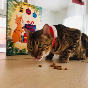 Nicole Mieth Instagram - Jingle Pelz, jingle Pelz, jingle all the way 🎶 Mein Baby  @sam_the_bengal & Ich wünschen euch einen wunderschönen 1. Advent 😻 Bekommen eure kleinen Vierbeiner auch etwas zur Weihnachtszeit ? #love #happy