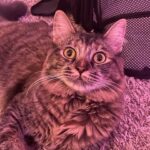 Nicole Maines Instagram - Two weeks since I brought home my girls, Noodle and Minthara 💞🐱🐱 #newcatmom #cats #catsofinstagram