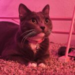 Nicole Maines Instagram - Two weeks since I brought home my girls, Noodle and Minthara 💞🐱🐱 #newcatmom #cats #catsofinstagram