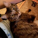 Nicole Maines Instagram - Two weeks since I brought home my girls, Noodle and Minthara 💞🐱🐱 #newcatmom #cats #catsofinstagram