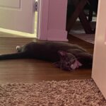 Nicole Maines Instagram - Two weeks since I brought home my girls, Noodle and Minthara 💞🐱🐱 #newcatmom #cats #catsofinstagram