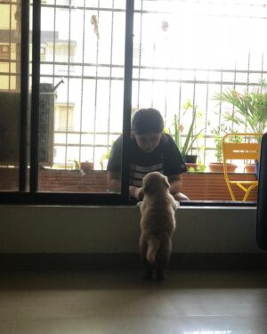 Nidhi Bisht Instagram - Laali my Santa, the swimmer , the traveller , my comforter , your smile, your eyes, your patience, your forgiveness .. my doggo superhero baby who’s watching everything from her window.. 
Loves her walks, beach parties, car rides, crow watching, fetch balls and FOOOOOOD!
The Literature reader in our family, from Malgudi days to Premchand to Adulthood is a myth you ate it all! 

Always all ears for my ideas, chats, songs and dance. How you use to go for the shoes as soon as anybody came in!!
My constant snap out from the wall staring zone. 

You were so understanding and accommodating  to my work and my timings.. you helped me become social. Everyone was your friend :) 
Every time the exact same enthu when I said - Laali, neeche chalein?!! 
Your love for little coconuts, your zoomies attack , ice cream love . 

Meri pooch, you have my whole heart forever.. it’s unfair that you’re gone so soon.. I miss you yaar🥹
There’s no one like you Laali..
There never will be..
I will always love you Laalu, I know you will too ❤️♾❤️