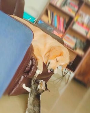Nidhi Bisht Instagram - Laali my Santa, the swimmer , the traveller , my comforter , your smile, your eyes, your patience, your forgiveness .. my doggo superhero baby who’s watching everything from her window.. 
Loves her walks, beach parties, car rides, crow watching, fetch balls and FOOOOOOD!
The Literature reader in our family, from Malgudi days to Premchand to Adulthood is a myth you ate it all! 

Always all ears for my ideas, chats, songs and dance. How you use to go for the shoes as soon as anybody came in!!
My constant snap out from the wall staring zone. 

You were so understanding and accommodating  to my work and my timings.. you helped me become social. Everyone was your friend :) 
Every time the exact same enthu when I said - Laali, neeche chalein?!! 
Your love for little coconuts, your zoomies attack , ice cream love . 

Meri pooch, you have my whole heart forever.. it’s unfair that you’re gone so soon.. I miss you yaar🥹
There’s no one like you Laali..
There never will be..
I will always love you Laalu, I know you will too ❤️♾❤️