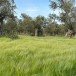 Nihal Yalçın
