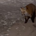 Nika King Instagram - That ain’t no damn cat . #breckenridge #colorado #inthewild #whenanimalsattack