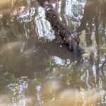 Nikhila Sankar Instagram - Can you see the snake? 🐍