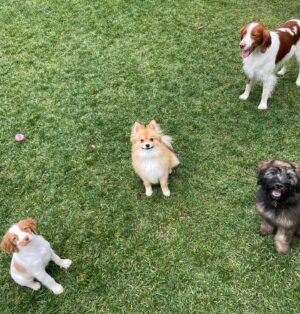 Nikki King Instagram - 🐶 🥐 🧀