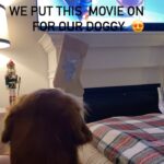 Nikki Osborne Instagram - She was glued to the screen. Pets love movies too. #dogsofinstagram #pets #christmas #secretlifeofpets #fyp #viral #goldenretriever