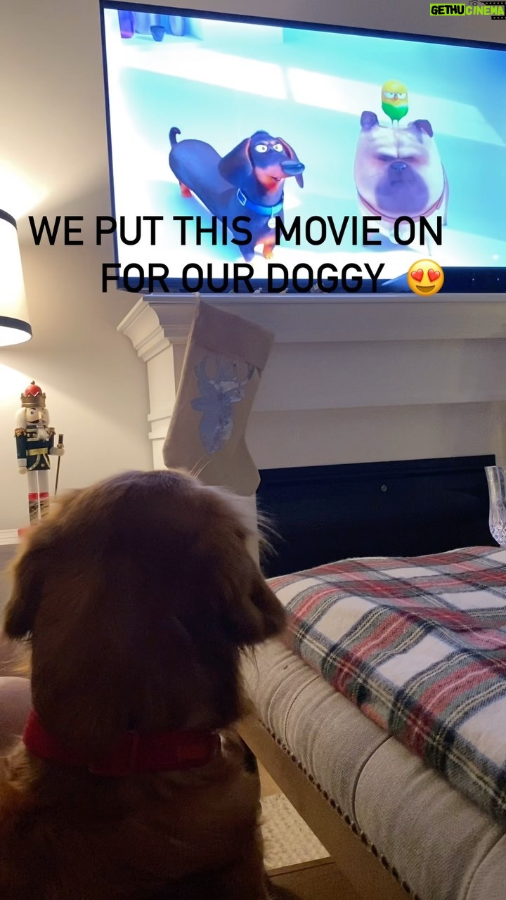 Nikki Osborne Instagram - She was glued to the screen. Pets love movies too. #dogsofinstagram #pets #christmas #secretlifeofpets #fyp #viral #goldenretriever