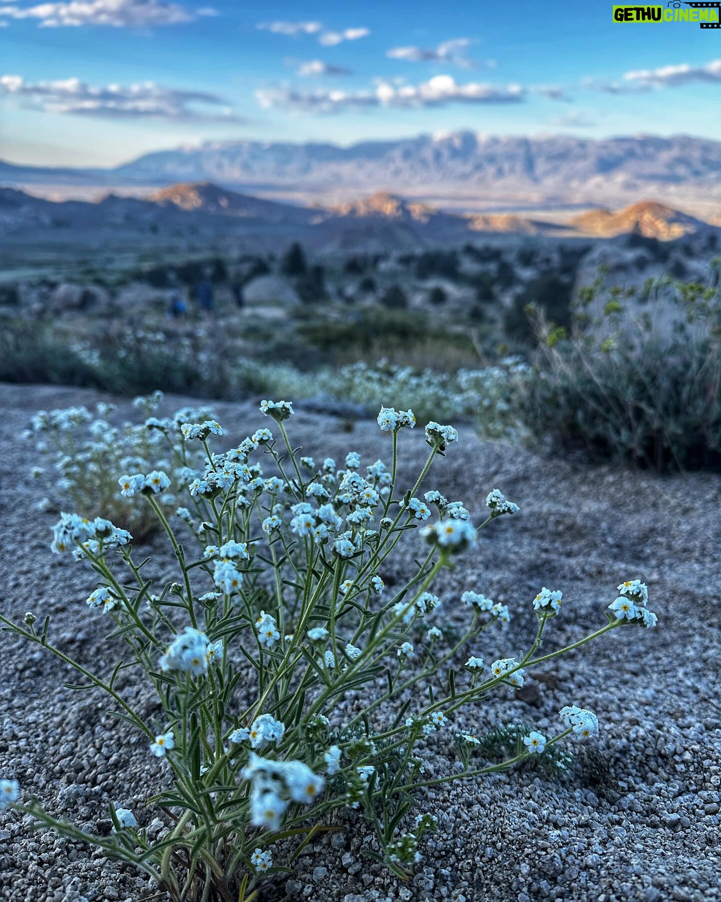 Nina Williams Instagram - Another shot of The Air Up There & more vibe photos from my second half of Bishop. New boulders, spring blooms, garden parties, Charlie in the Milks, and… Olivia Rodrigo?? 🤍🎶 Always finding excuses to stick around this magical place. But now it’s back to Colorado 🏔️ Stoked for some home routine. See ya later Bish! Pic 1 @cody.kaemmerlen Pic 5 & 9 @eric_fallecker @thenorthface @thenorthface_climb @organicclimbing @scarpa_world #climbing #bouldering #buttermilks
