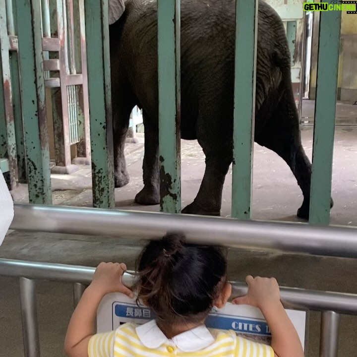Nonoka Ono Instagram - 秋田観光まとめておきます📝 土田牧場🐄 眺めが良かった〜! 動物とふれあいとかはなかったけど 子供がかるーく遊べる場所あり🛻 自家製チーズをつかった チーズトーストが美味しそうだった、、🤤🧀 (お腹いっぱいで食べられず) 大森山動物園🐘 動物との距離が近かった🐯❤️🔥 アスレチックや遊園地もあって 子供連れにやさしい! ただ、お昼過ぎにいったら餌やりやふれあいが 全部終わっちゃってたので早めにいくのが◎ 麺饗 松韻🍜 無添加の濃厚煮干し中華そばが美味しすぎた〜! 娘も完まくしてました🤣👍 秋田空港にある稲庭本舗明治佐助商店🍚 牛肉わっぱ飯も美味しかった😳🍚 @hanaco_obento_さんの影響で、曲げわっぱも購入✨ これで娘のお弁当作り頑張るぞ〜! 秋田は広すぎるので 今度は2,3泊して大館やら男鹿やら いろいろと巡りたいです🥺❤️🔥