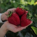 Nonoka Ono Instagram - 🍓 娘はじめてのいちご狩り！ スーパーのお高い苺をあげても そこまで食べてくれないのに ぱくぱく食べてた😲❤️ びっっっくりするほど 甘くてジューシー😭🙏❤️ あぁもう食べたい、、 今シーズンもういっかい狩りいくぞ👊🍓笑 @pieno_farm さん高速からすぐなので 都内からも行きやすく とてもおすすめですよ〜✨