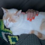Nora Tschirner Instagram - Gesamtsituation. @jacobsridgeanimalsanctuary ♥️♥️🫂🫂🙏🏻🙏🏻