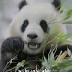 Norah O'Donnell Instagram - Two new giant pandas will return to Washington’s National Zoo by the end of the year nearly six months after the facility sent three pandas back to China.