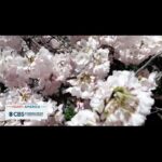 Norah O'Donnell Instagram - The iconic pink and white cherry blossom trees in Washington, D.C. have reached peak bloom, marking the second earliest date on record.