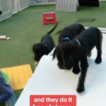 Norah O'Donnell Instagram - About 150 trained guide dogs are provided annually at no cost for people with vision loss or blindness thanks to the New York-based nonprofit organization “Guiding Eyes for the Blind.” @guidingeyes
