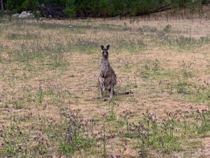 Norma Kuhling Instagram - Australia, Yosemite, climbing, kangaroos
