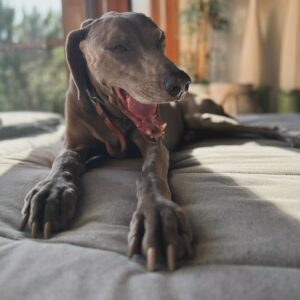 Noua Wong Instagram - Hoje é dia de festa, a minha princesa patudinha faz anos e eu amo-a pra xuxu.
#zoe