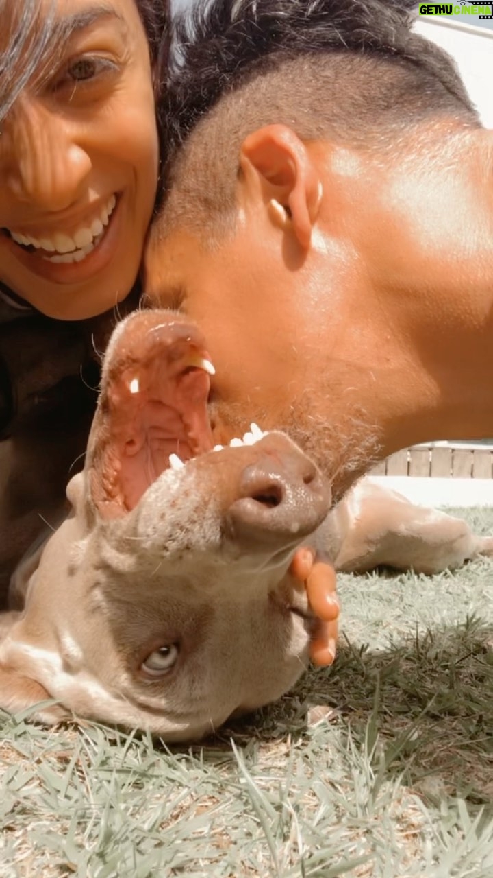 Noua Wong - 31K Likes - Esta semana foi sem dúvida uma das mais felizes da nossa vida e ao mesmo tempo, das mais tristes.
No início da semana, despedimo-nos da nossa amiguinha de 14 anos.. e que buraco ficou no lugar dela… sabemos que os nossos amiguinhos de 4 apoios têm menos tempo para andar por estas bandas mas ainda assim, não estavamos e nunca estariamos preparados para a despedida. Que valente turbilhão.
Esperou pela chegada da nossa nova princesa, deu-lhe um beijinho e dormiu.
A nossa Shiva é agora uma linda estrelinha no céu.