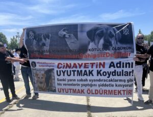 Nur Sürer Instagram - İki ayaklı çeteleri uyutun