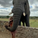 Nyesha Arrington Instagram - Connecting with elephants was a dream come true! 🐘💖🥹 Feeling their gentle presence, learning more about their intelligence, and observing social dynamics, was awe-inspiring. Grateful for the opportunity to interact with these majestic beings in a sanctuary where they can be safe as it deepen my appreciation for wildlife. #Elephants #Wildlife #Nature#Nurture #GratefulHeart
