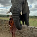 Nyesha Arrington Instagram - Connecting with elephants was a dream come true! 🐘💖🥹 Feeling their gentle presence, learning more about their intelligence, and observing social dynamics, was awe-inspiring. Grateful for the opportunity to interact with these majestic beings in a sanctuary where they can be safe as it deepen my appreciation for wildlife. #Elephants #Wildlife #Nature#Nurture #GratefulHeart