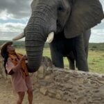 Nyesha Arrington Instagram - Connecting with elephants was a dream come true! 🐘💖🥹 Feeling their gentle presence, learning more about their intelligence, and observing social dynamics, was awe-inspiring. Grateful for the opportunity to interact with these majestic beings in a sanctuary where they can be safe as it deepen my appreciation for wildlife. #Elephants #Wildlife #Nature#Nurture #GratefulHeart