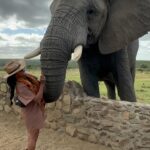 Nyesha Arrington Instagram - Connecting with elephants was a dream come true! 🐘💖🥹 Feeling their gentle presence, learning more about their intelligence, and observing social dynamics, was awe-inspiring. Grateful for the opportunity to interact with these majestic beings in a sanctuary where they can be safe as it deepen my appreciation for wildlife. #Elephants #Wildlife #Nature#Nurture #GratefulHeart