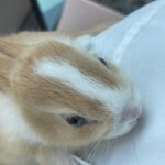 Oh Seung-hee Instagram - ㄲ6총🐰와랄라