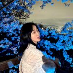 Oh Yu-jin Instagram - 🌸 #벚꽃 #수봉공원 #야경 #예뻤어 #☺️