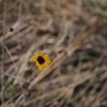 Olesya Rulin Instagram – Earlier this spring, we planted 2 acres worth of wildflowers. These are just some of the new growth for our pollinators. I’m looking forward to next spring to see the rest of them bloom.